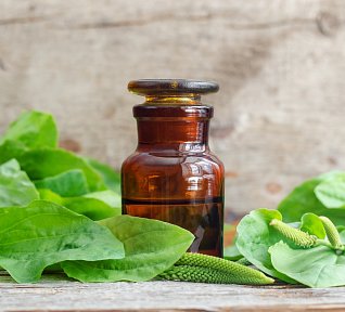 Léčivý sirup z jitrocele Léčivý sirup z jitrocele