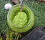 Pasta / pesto z česnekových výhonků
