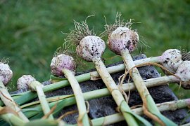 Jak sušit česnek a jak ho skladovat