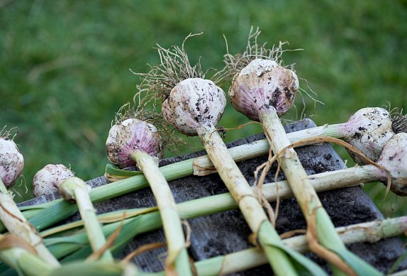 Jak sušit česnek a jak ho skladovat